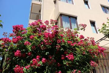 Фотографии Гостевой дом Flowers Apartments г. Несебр (Болгария) №3 Фото Гостевой дом Flowers Apartments г. Несебр 3
